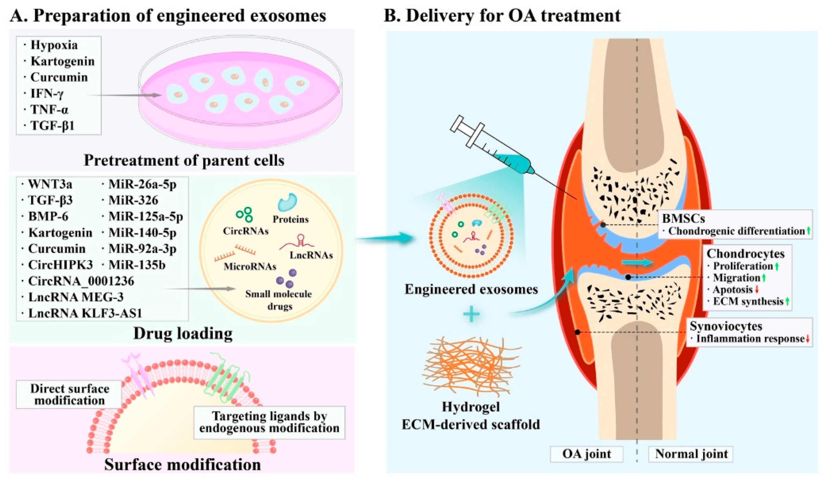 1897931241224261632-exosome-engineering-service2.png