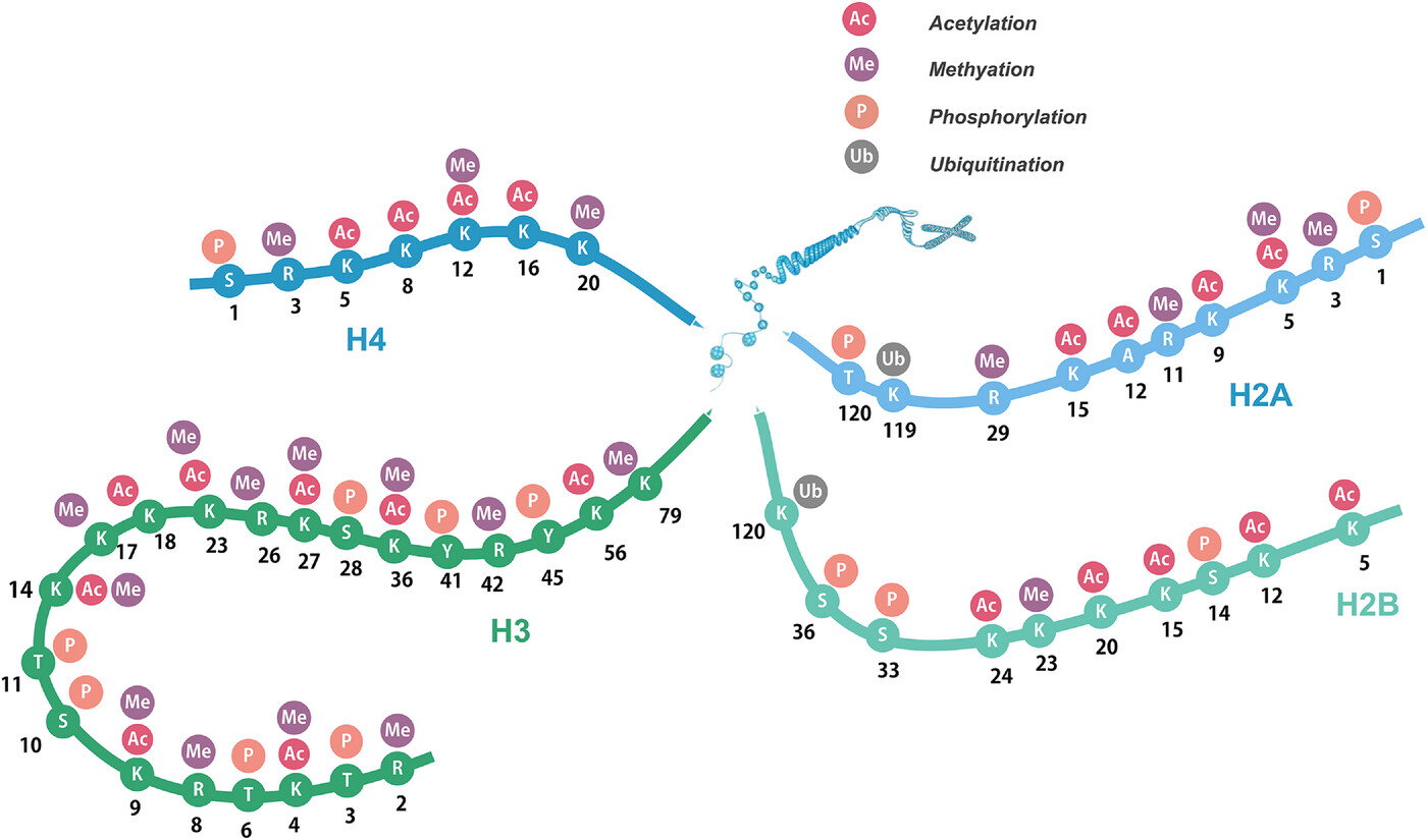 1897934651973554176-histone-post-translational-modification-ptm-proteomics-service1.jpg