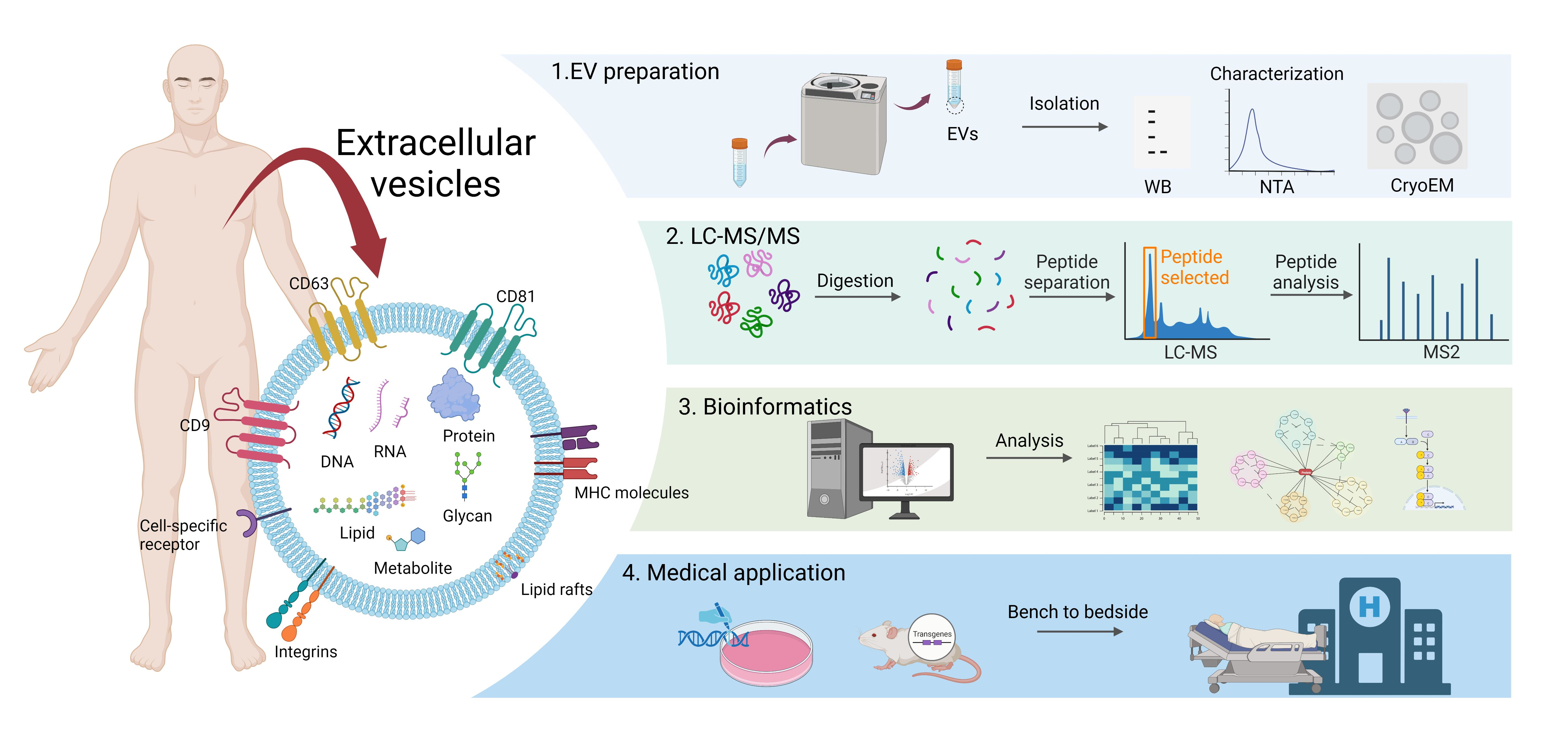 1898976778421653504-ultra-sensitive-targeted-exosomal-proteomic-detection-service3.png