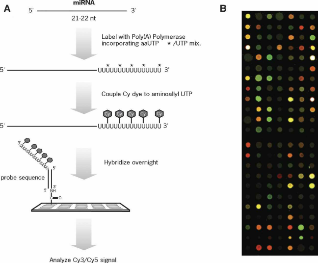1899020474936578048-exosomal-mirna-microarray-service2.png