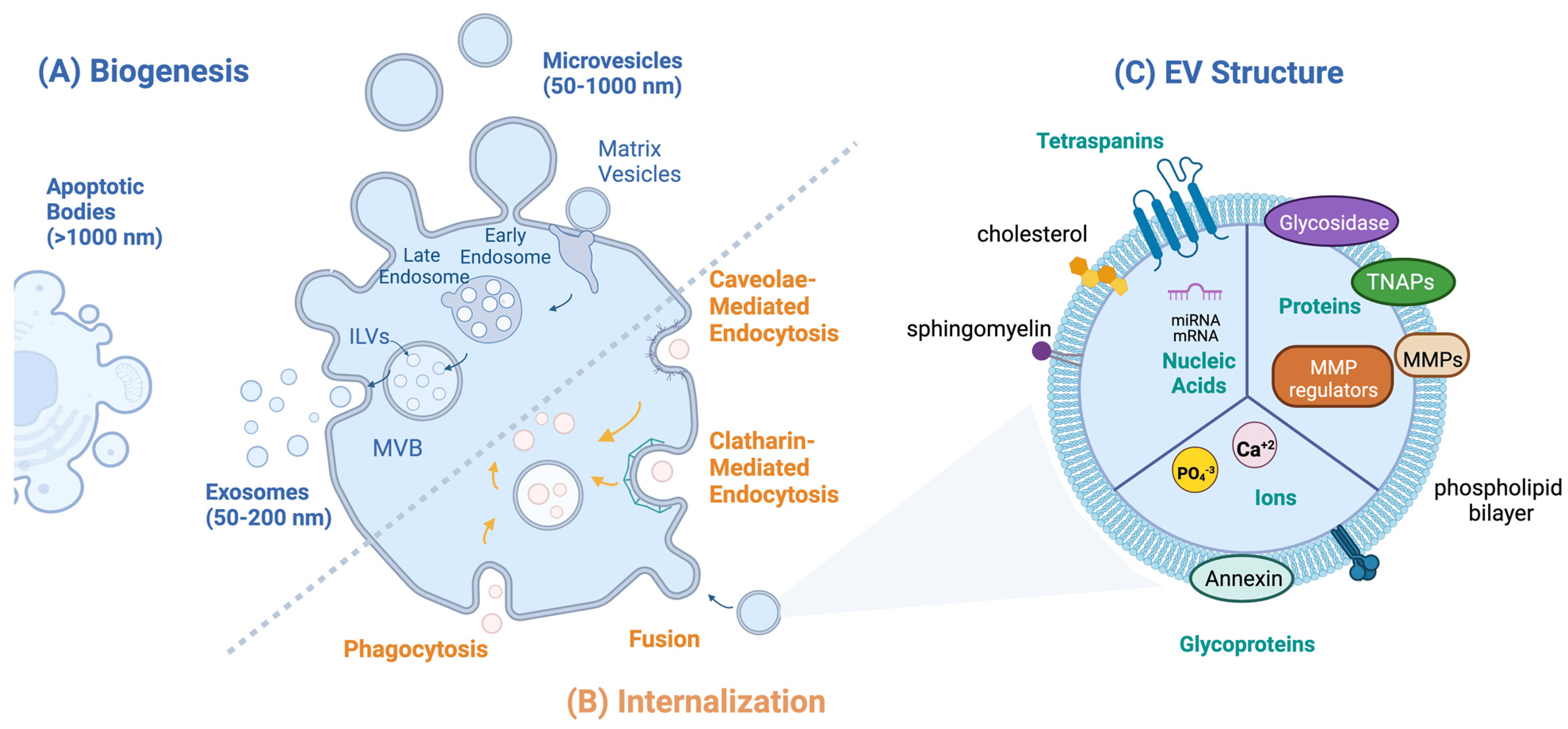 1899023755427565568-extracellular-vesicle-profiling-services1.png