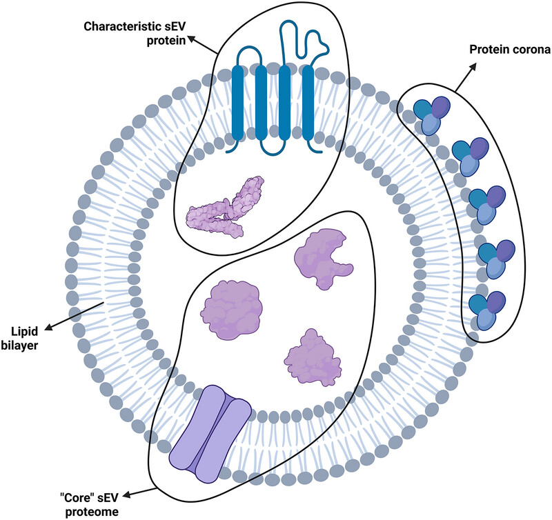 1899026123489660928-extracellular-vesicles-proteomics-service1.jpg