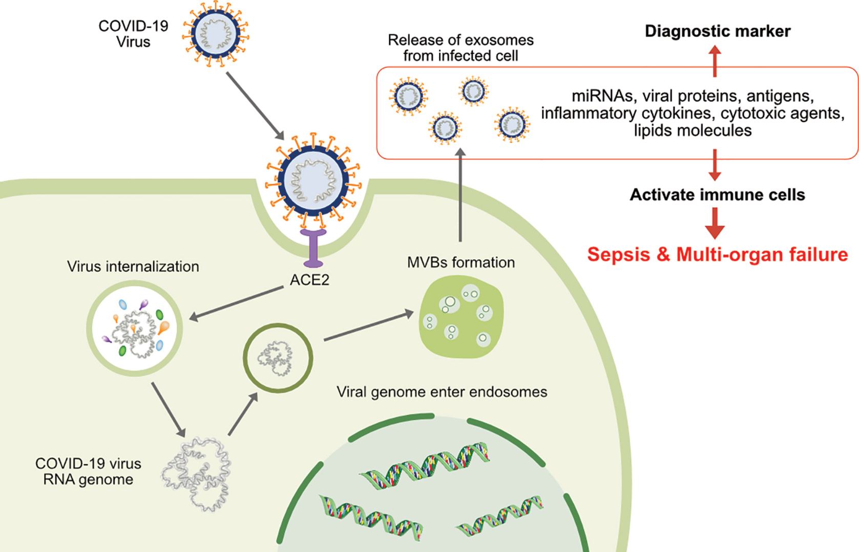 1899694699976445952-virus-infections-diagnosis-applied-exosomes1.png