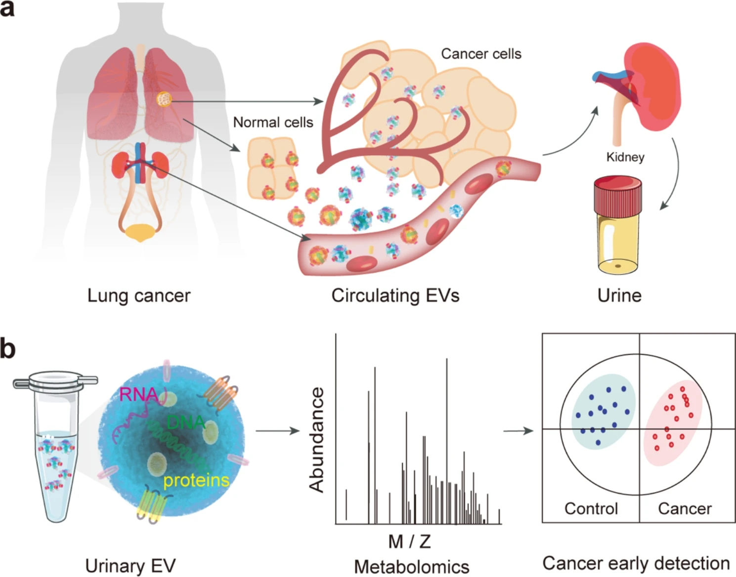 1899743399369101312-extracellular-vesicles-metabolomics-service3.png