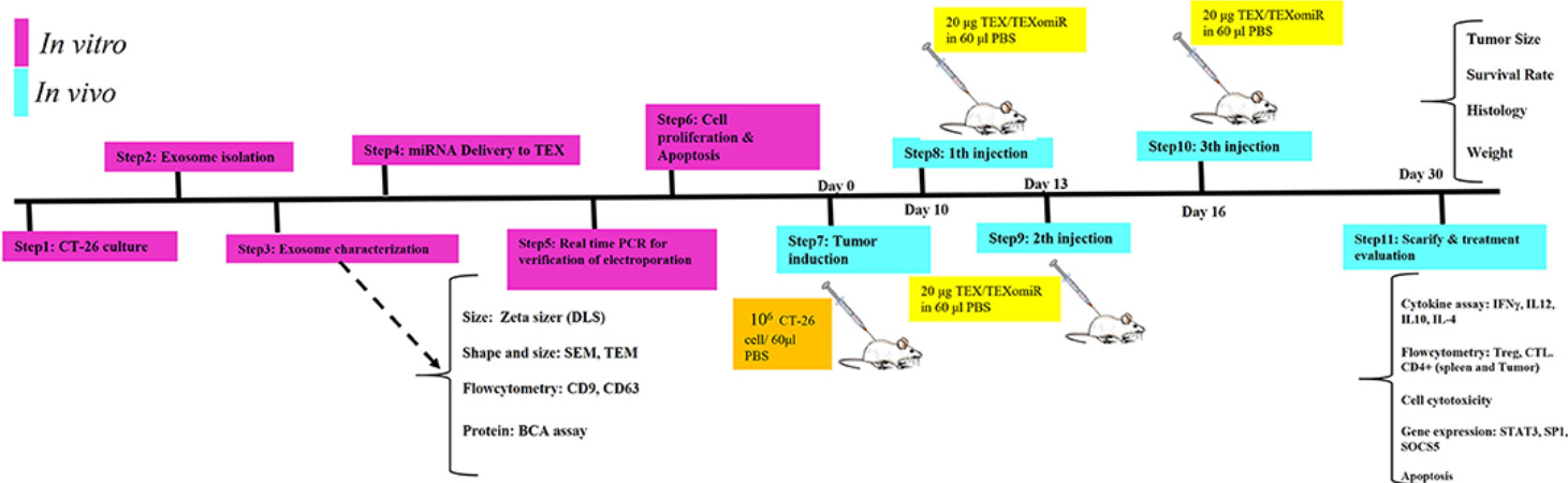 1900025188587261952-tumor-cell-derived-exosomes-based-vaccines2.png