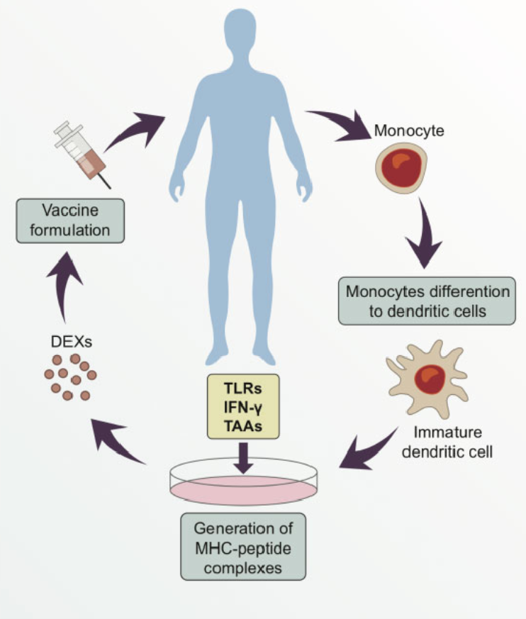 1900086694859362304-vaccine-development-service1.png