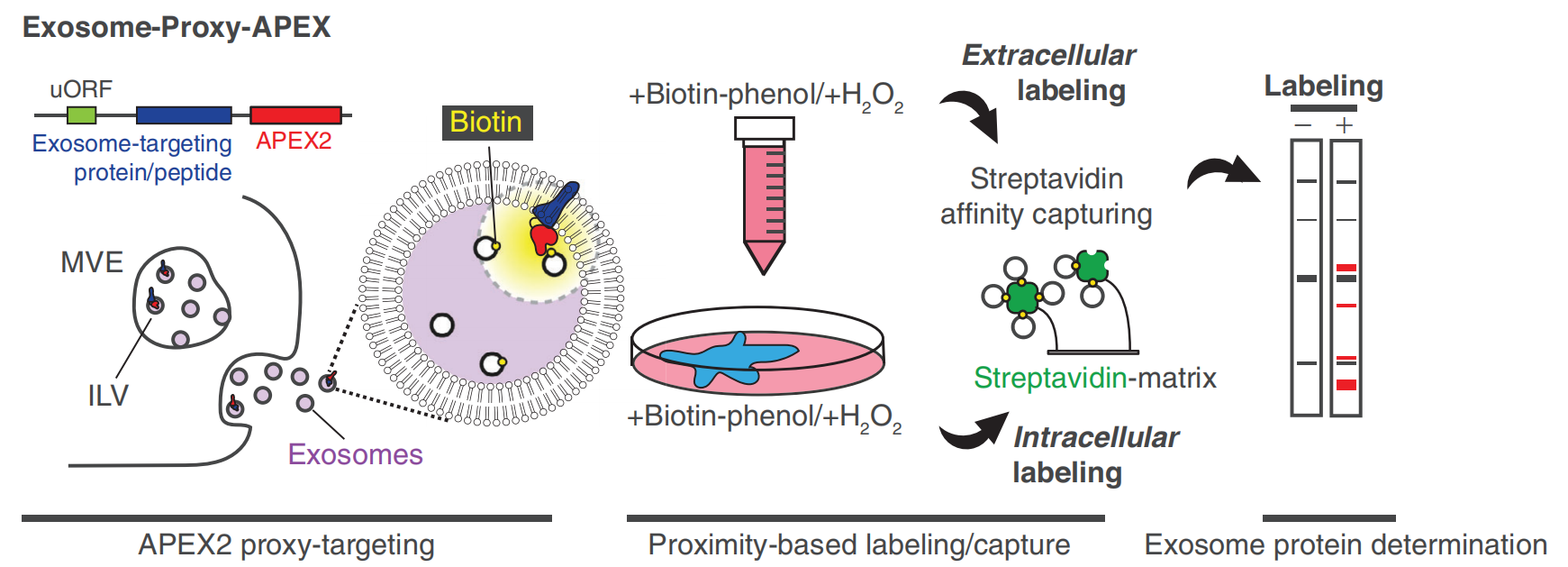1900112797372108800-exosome-biotinylation-service1.PNG