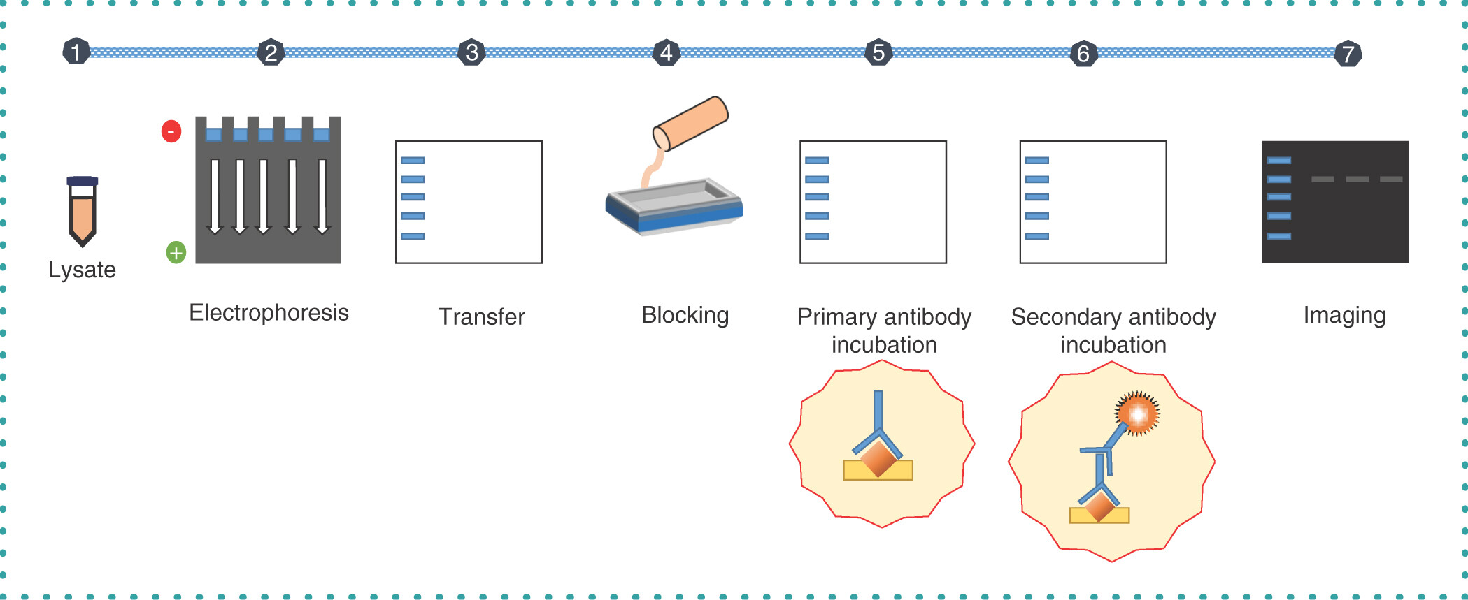 1900116180606767104-western-blotting-based-exosome-characterization-service1.jpg