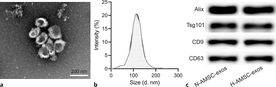 1900116301117509632-western-blotting-based-exosome-characterization-service2.jpeg