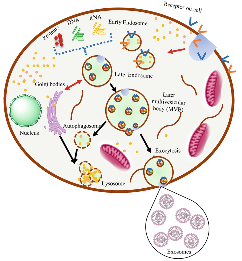 1900437068459921408-microorganism-derived-exosome-research-and-applications1.png