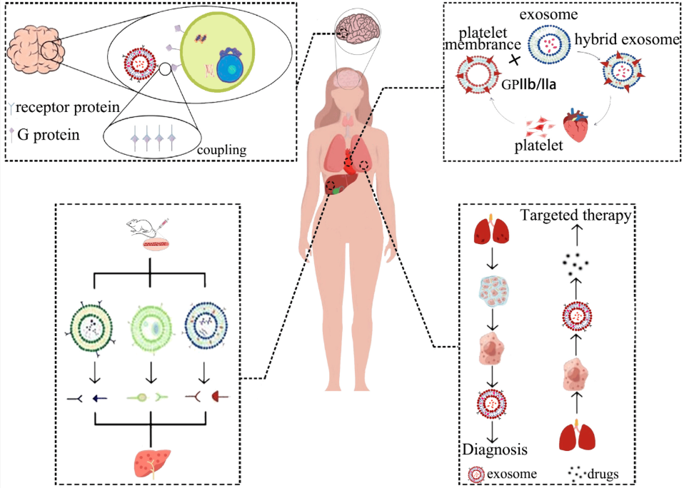 1900454050295042048-lung-targeted-exosome-modification-service1.PNG