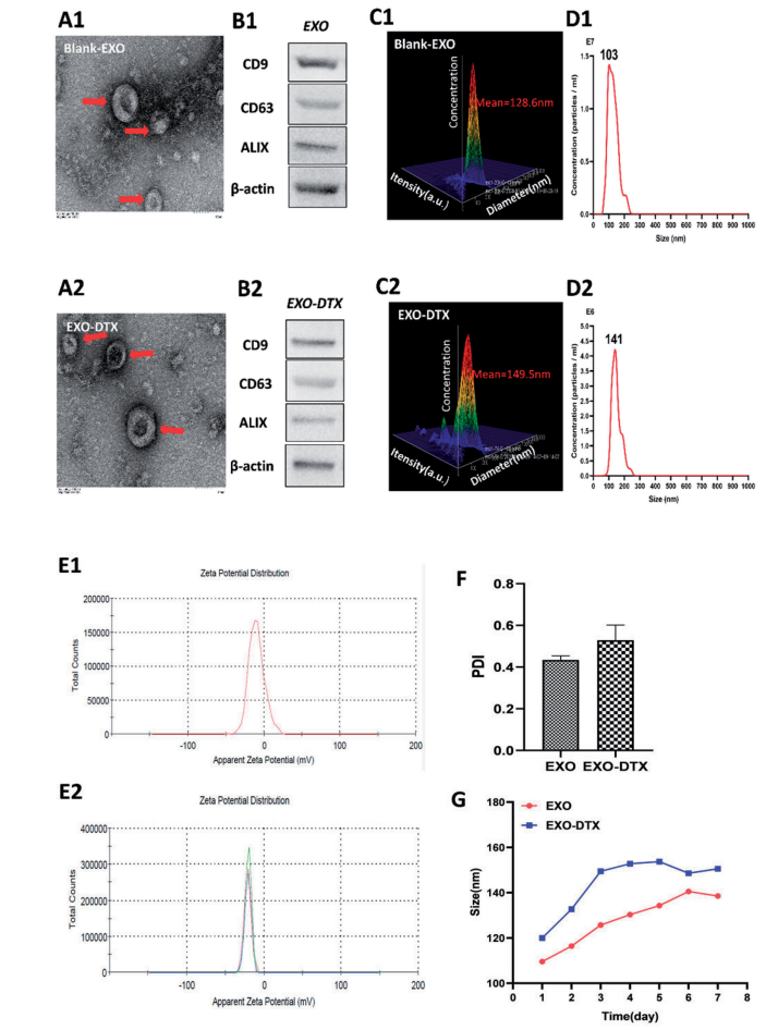 1900454456660185088-lung-targeted-exosome-modification-service2.PNG