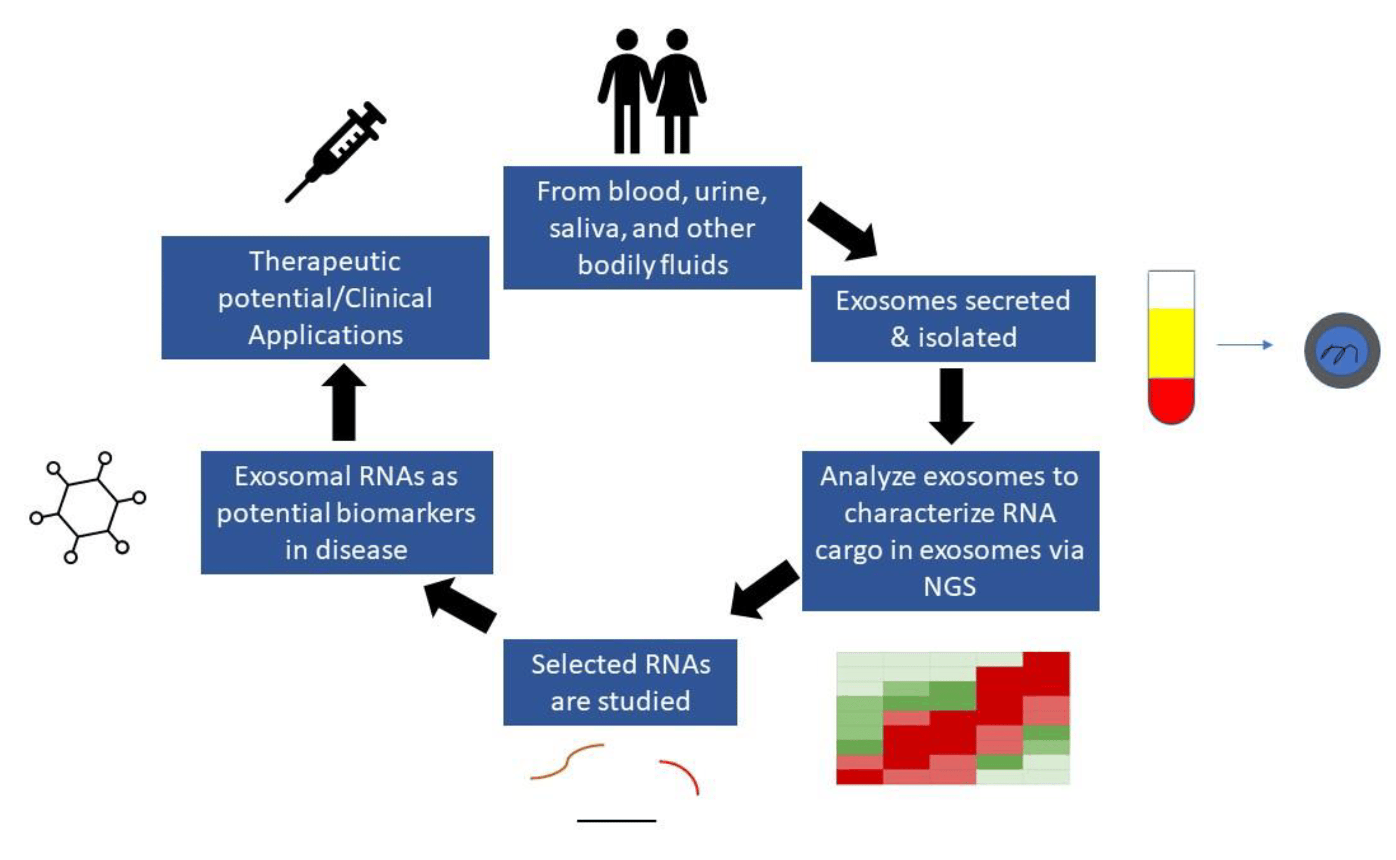 1900468200618446848-exosome-ngs-services-rna-next-generation-sequencing1.webp