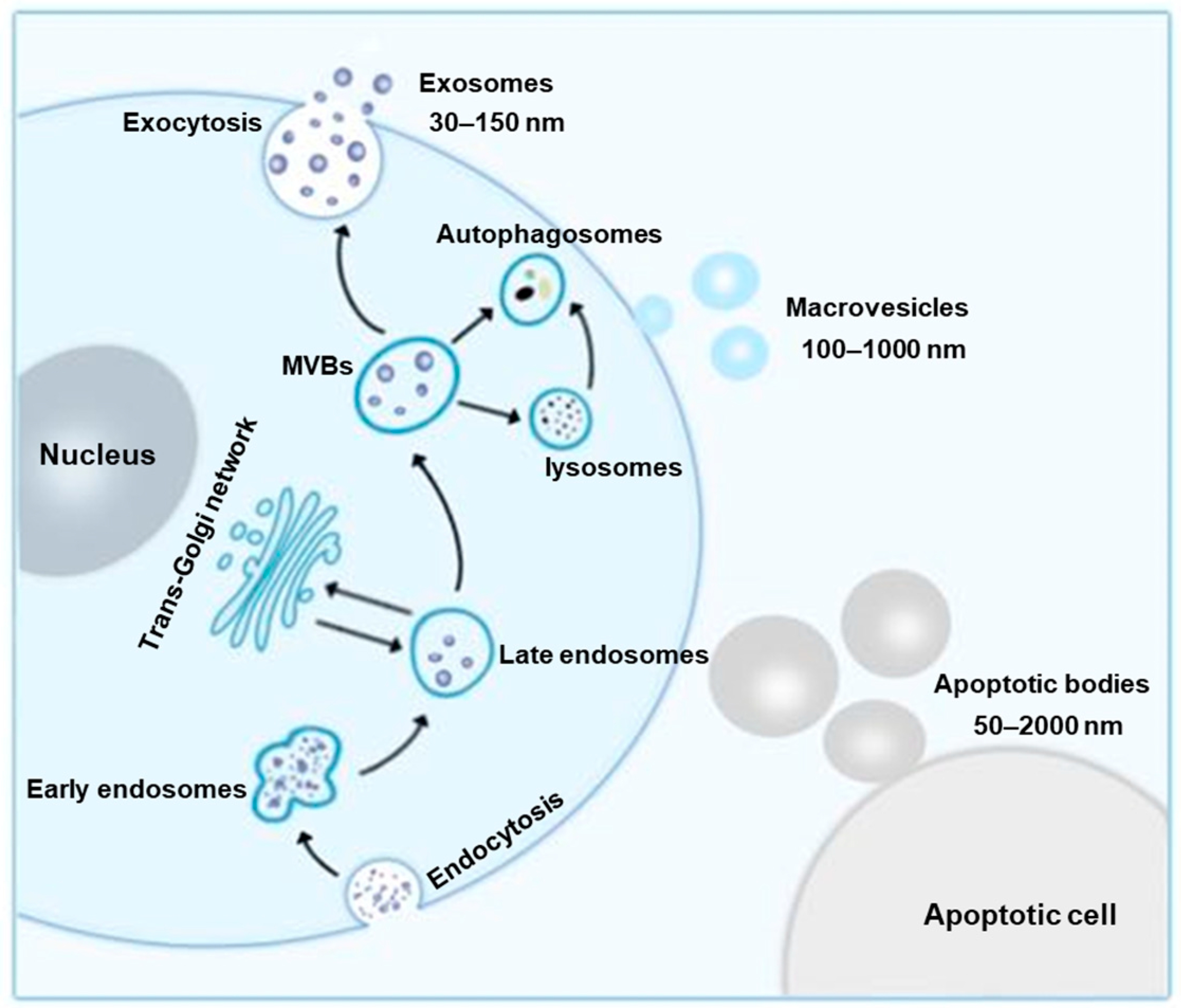 1900471015042568192-animal-cell-derived-exosome-isolation-and-development-service1.jpg