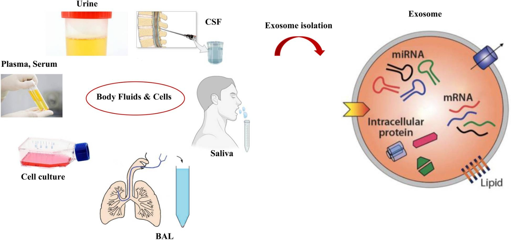 1900474030629703680-body-fluid-derived-exosome-isolation-and-development-service1.png