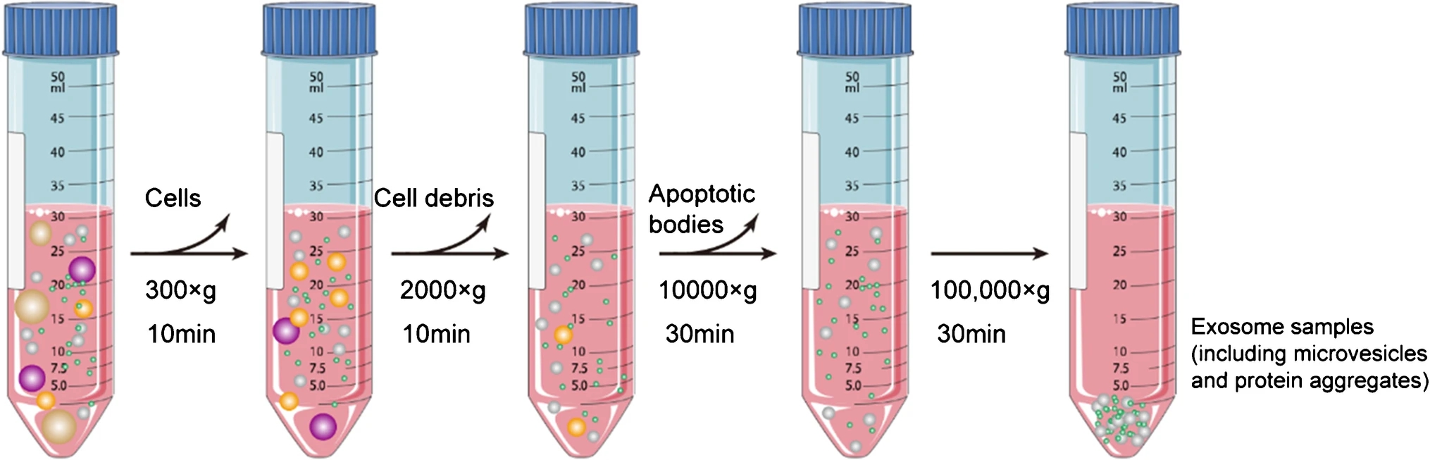 1900476137474740224-ultracentrifugation-and-microfiltration-based-exosome-purification-service1.jpg