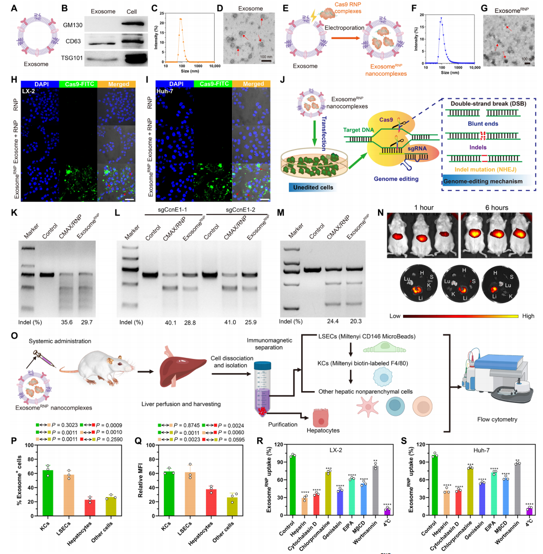 1901468557029003264-liver-targeted-exosome-modification-service3.PNG