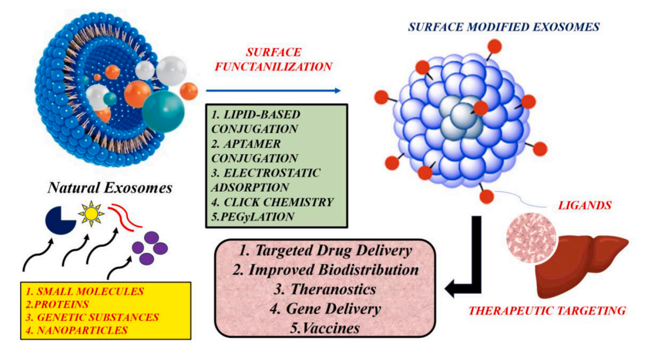 1901468748150853632-liver-targeted-exosome-modification-service1.PNG