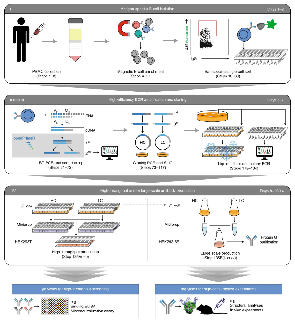 1901533555591860224-b-cell-sorting-service-for-exosome-antibody-development1.png