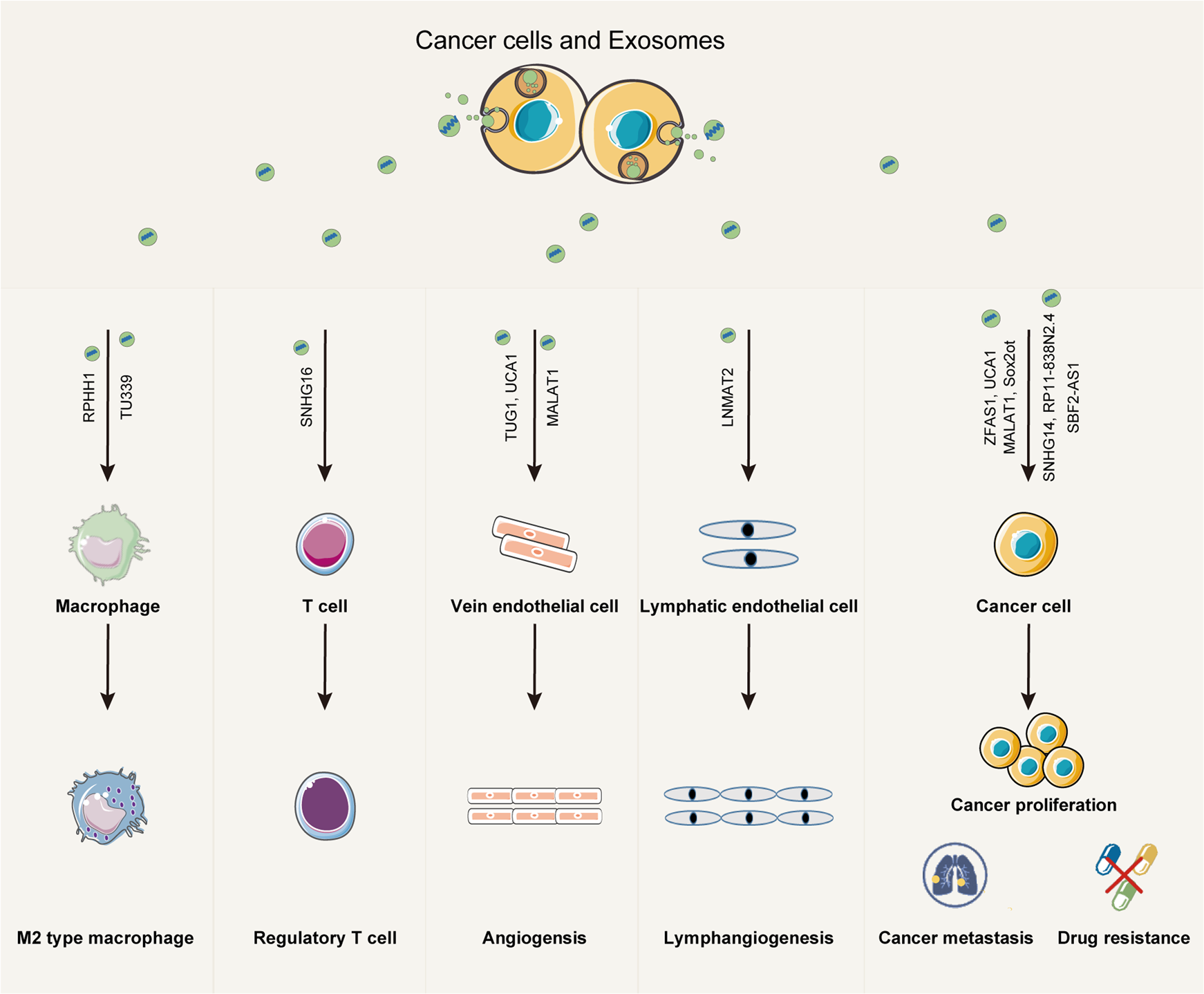 exosomal-lncrna-microarray-service1.png