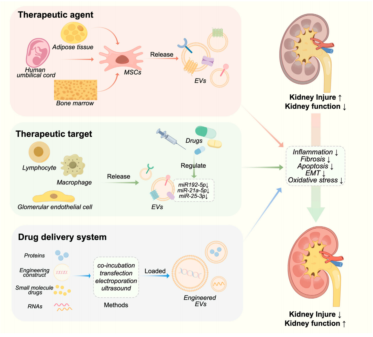 1901550646940258304-kidney-targeted-exosome-modification-service1.PNG