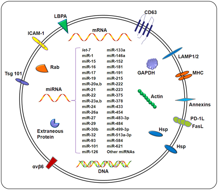 1901555624325009408-exosomal-small-rnamirna-sequencing-service1.jpg
