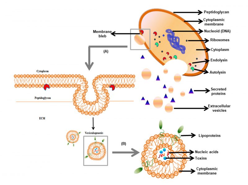 1901560500274712576-bacteria-derived-exosome-research-and-applications2.jpg