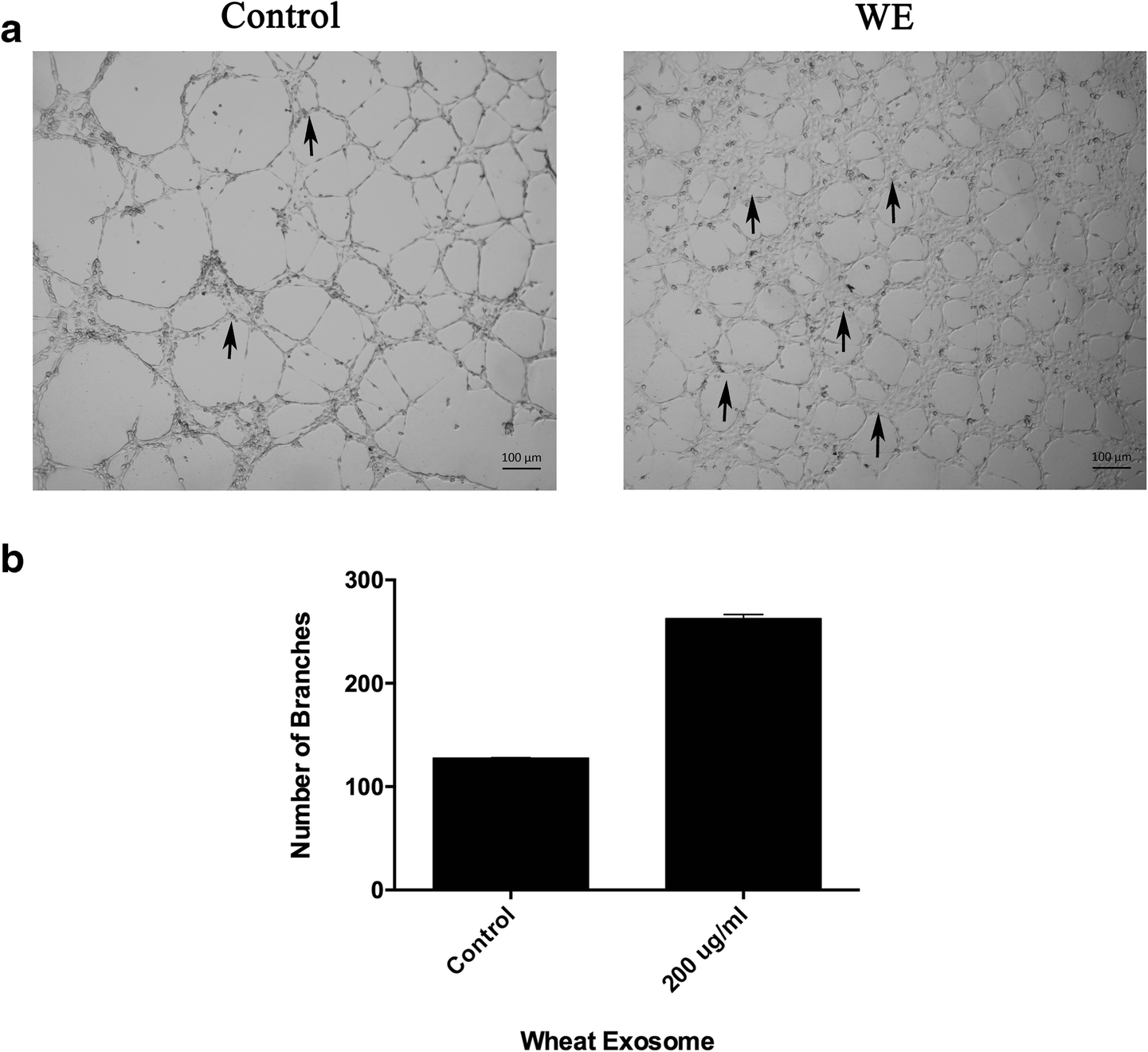 1901561572695330816-cereal-derived-exosome-research-and-applications1.png