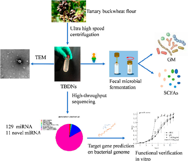 1901561724252311552-cereal-derived-exosome-research-and-applications2.jpeg