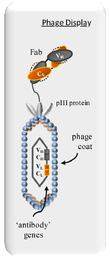 1901822537970077696-immune-phage-display-antibody-library-screening-service-for-exosome2.png