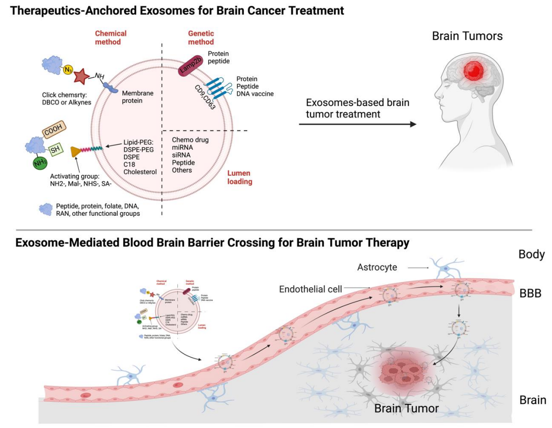 1901825845979893760-brain-targeted-exosome-modification-service1.PNG