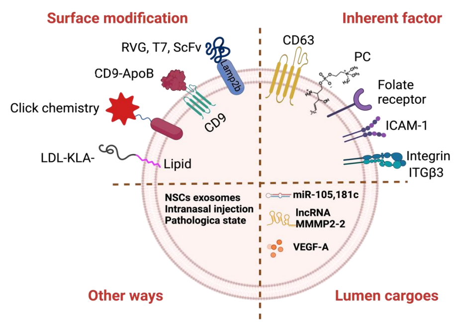 1901827717964877824-brain-targeted-exosome-modification-service2.PNG