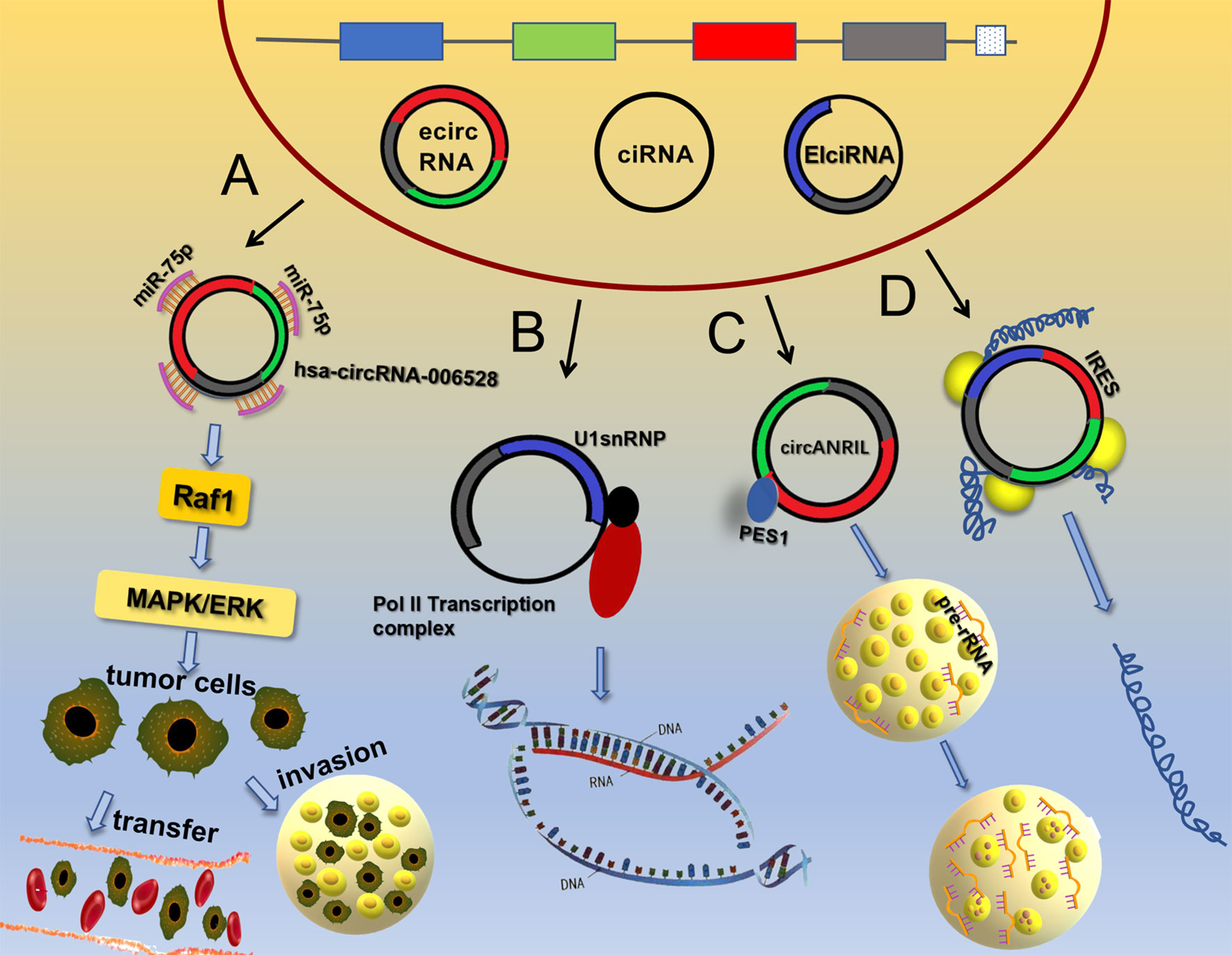 1901916970048671744-exosomal-circrna-sequencing-service1.jpg