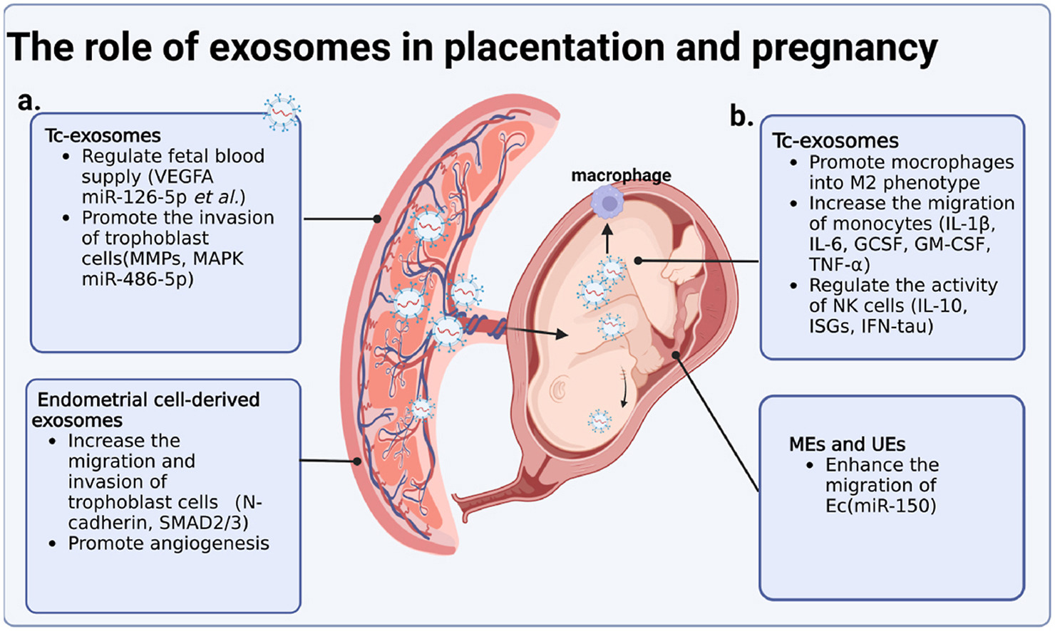 1901921012279791616-pregnancy-disorders-diagnosis-applied-exosomes1.jpg
