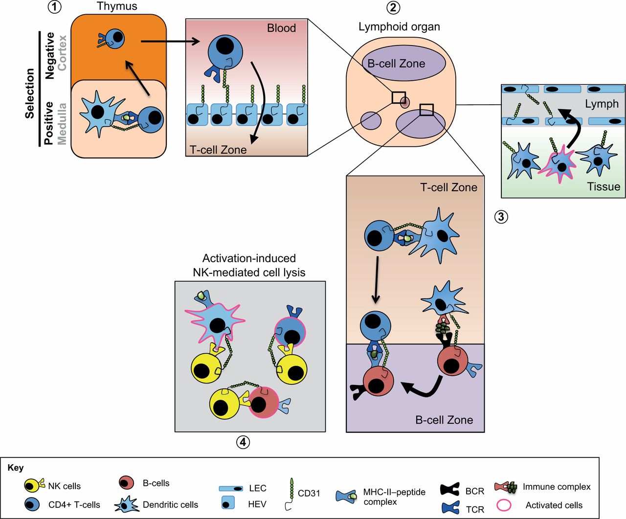 1901924574258909184-cd31-expressed-exosome-modification-service1.jpeg