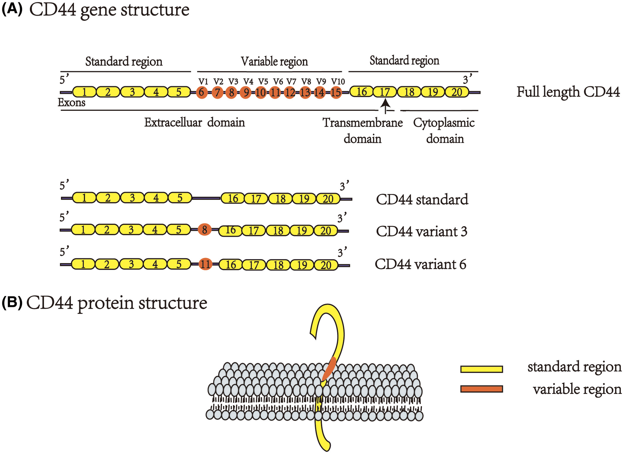 1901926166991327232-cd44-expressed-exosome-modification-service1.jpg