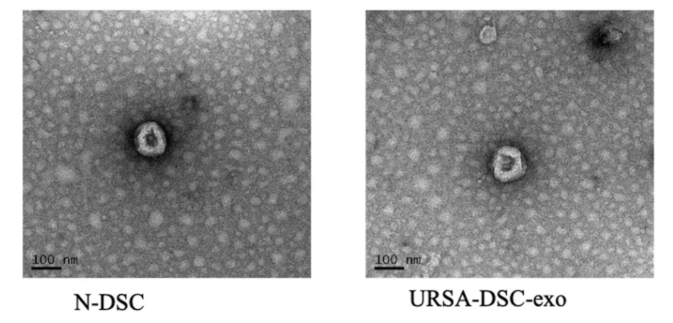 1901902195579277312-exosome-quality-control-service1.png