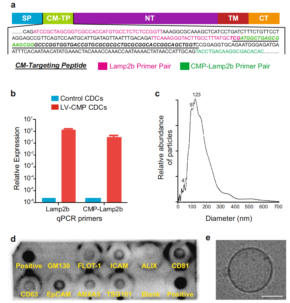 1902166276559196160-heart-targeted-exosome-modification-service2.PNG
