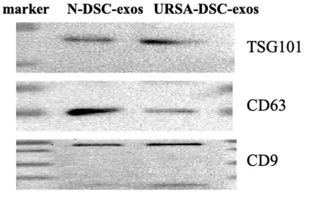 1902178780286930944-exosome-quality-control-service3.png