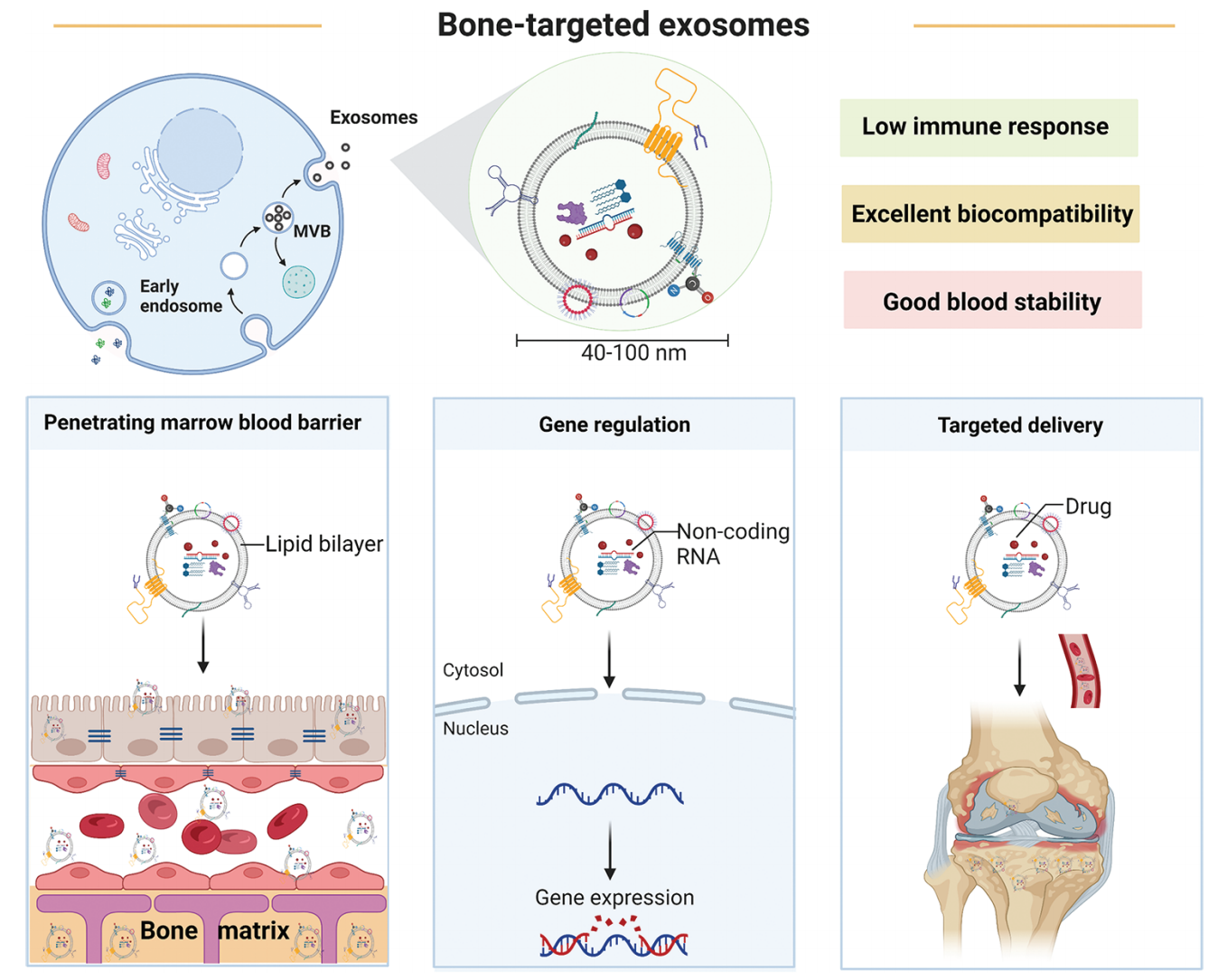 1902190633675247616-bone-targeted-exosome-modification-service1.PNG