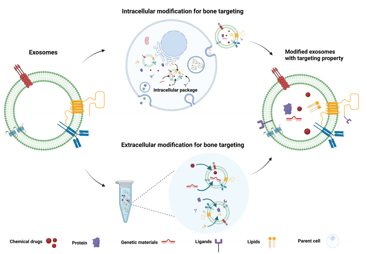 1902190758753587200-bone-targeted-exosome-modification-service2.PNG
