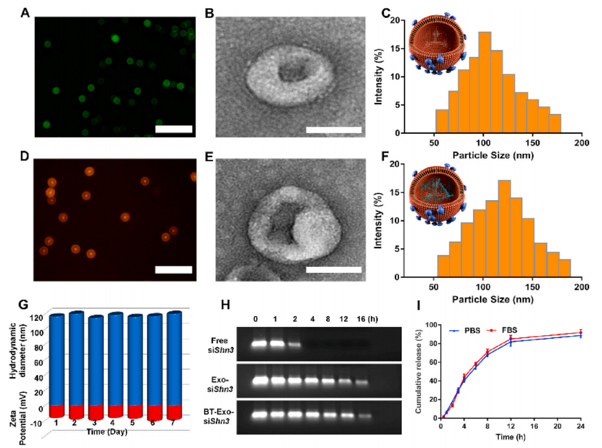 1902190860935221248-bone-targeted-exosome-modification-service3.PNG