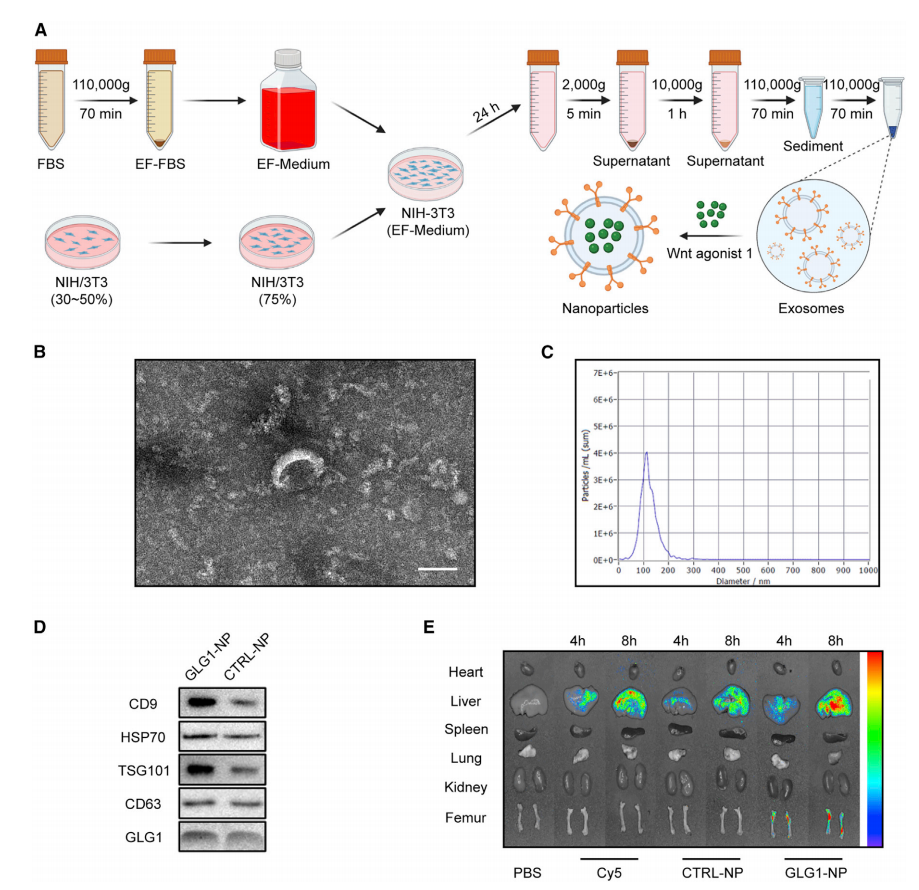 1902190959748829184-bone-targeted-exosome-modification-service4.PNG