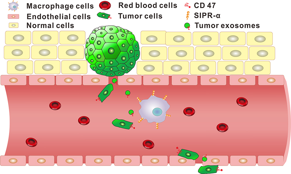 1902287025798238208-cd47-expressed-exosome-modification-service1.jpg