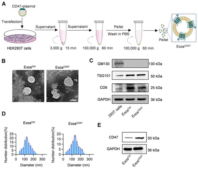 1902287167632822272-cd47-expressed-exosome-modification-service2.jpg