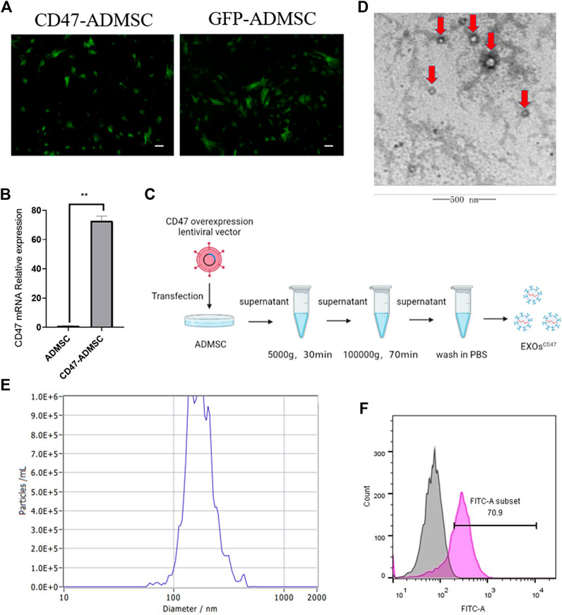 1902287311799439360-cd47-expressed-exosome-modification-service3.jpg