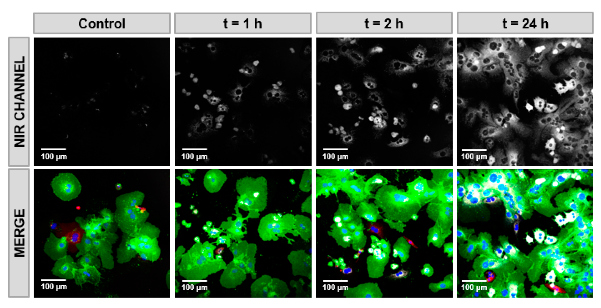 1902644846209388544-exosome-fluorescent-labeling-service1.png