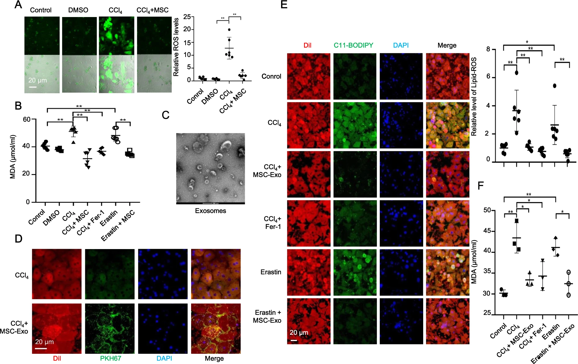 1902645022256910336-exosome-fluorescent-labeling-service2.webp