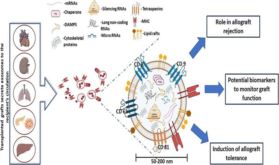 1902645246597648384-allograft-rejection-detection-applied-exosomes-in-organ-transplantation1.jpg