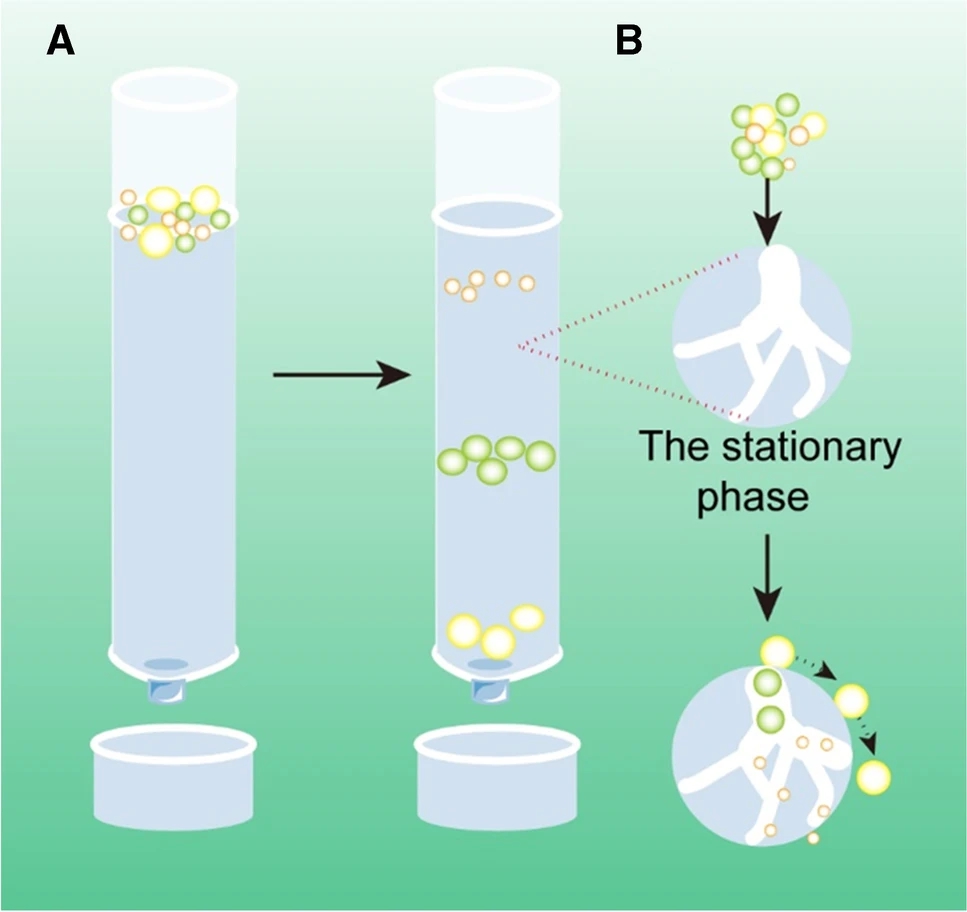 1902660651898753024-size-exclusion-chromatography-sec-based-exosome-purification-service1.jpg